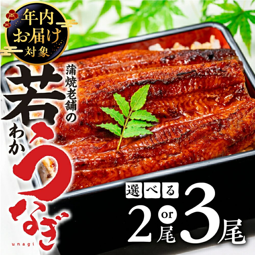 【ふるさと納税】国産若うなぎ 2尾 / 3尾 老舗 国産うなぎ unagi 蒲焼 ウナギ 冷凍 土用 丑の日 土用...