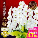 【ふるさと納税】産直胡蝶蘭『大輪』白 3本立ち 30輪 花 鉢付き 洋ラン ラッピング付き お祝 鉢 贈答 ギフト お祝い ミディ 幸福 自宅用 装飾 選べる ラッピング 贈り物 フラワー 発表会 祝い 記念 退職 還暦 開店 愛知県 豊橋市 47000円