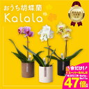 【ふるさと納税】産直胡蝶蘭『カララ』3鉢セット ウッド鉢 花 鉢花 おまかせ 鉢植え ランキング 一位 セット 鉢花 ラン ミディ 自宅用 観葉植物 インテリア お花 グリーン 愛知県 豊橋市 渥美半島 15000円