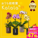【ふるさと納税】\高評価★4.78/ 産直 胡蝶蘭 『カララ』 4鉢 ウッド鉢 花 鉢花 訳あり おまかせ 鉢植え ランキング 一位 セット 鉢花 ラン ミディ 自宅用 観葉植物 インテリア お花 グリーン 愛知県 豊橋市 渥美半島 15000円