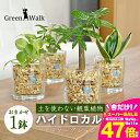 【ふるさと納税】ハイドロカルチャー 観葉植物 アドソープションM ゼオライト植え 鉢植え 土無し インテリア 緑 グリーン 植物 簡単 初心者 かわいい 自然 おしゃれ 送料無料 Green Walk グリーンウォーク 愛知県 豊橋市