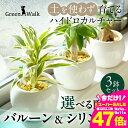 【ふるさと納税】ハイドロカルチャー バルーン & シリンダー 陶器鉢 ゼオライト植え 3鉢セット 土無し インテリア 緑 グリーン 植物 簡単 初心者 かわいい 自然 おしゃれ 送料無料 Green Walk グリーンウォーク 愛知県 豊橋市