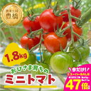 【ふるさと納税】≪先行予約≫おひさま育ちのミニトマト 1.8kg 野菜 やさい トマト ミニトマト プチトマト 高糖度 甘い フルーツ トマト とまと tomato 栄養 サラダ 愛知県 豊橋市