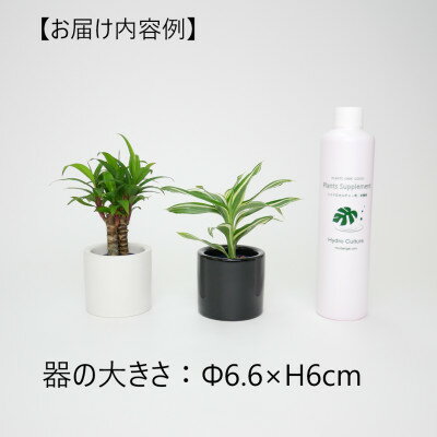 【ふるさと納税】リトルフィット丸型2個&栄養剤セット【オススメの観葉植物でお届け】【1324918】