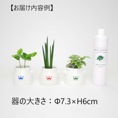 リトルミル 【ふるさと納税】リトルミルク3個&栄養剤セット【オススメの観葉植物でお届け】【1324920】