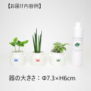 7位! 口コミ数「0件」評価「0」リトルミルク3個&栄養剤セット【オススメの観葉植物でお届け】【1324920】