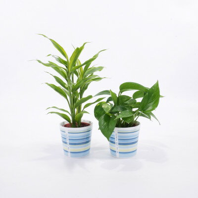 楽天市場】クロトン(高さ(植物)~ 70.9cm)(観葉植物|花 楽天市場】クロトン(高さ(植物)~ 70.9cm)(観葉植物|花