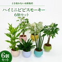 【ふるさと納税】ハイミニビビスモーキー6個セット【オススメの観葉植物でお届け】【1382252】