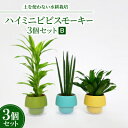 【ふるさと納税】ハイミニビビスモーキー3個セット【B】【オススメの観葉植物でお届け】【1382254】
