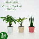 【ふるさと納税】キュートロッチャ3個セット【オススメの観葉植物でお届け】【1404524】