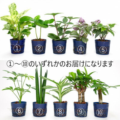 【ふるさと納税】リトルロッチャ3個&栄養剤セット【オススメの観葉植物でお届け】【1404537】