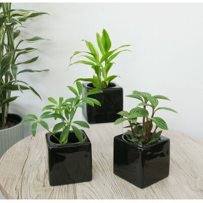 リトルフィット黒角3個セット[オススメの観葉植物でお届け]