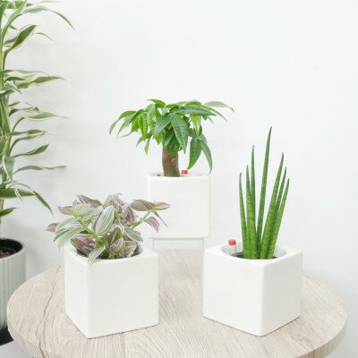 キュートフィット白角3個セット[オススメの観葉植物でお届け]