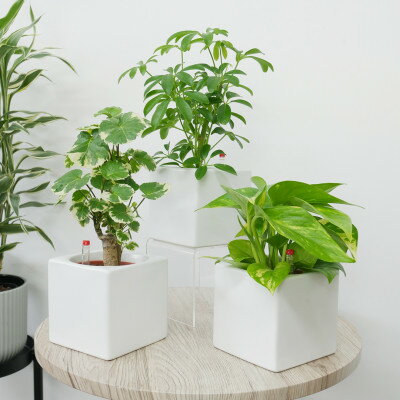 ハイミニフィット白角3個セット[オススメの観葉植物でお届け]