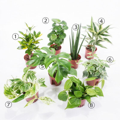 【ふるさと納税】ハイミニフィット白角3個セット【オススメの観葉植物でお届け】【1504101】