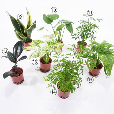 【ふるさと納税】ハイミニフィット白角3個セット【オススメの観葉植物でお届け】【1504101】