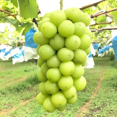 岡崎駒立ぶどう　シャインマスカット1kg【配送不可地域：離島】【1200339】