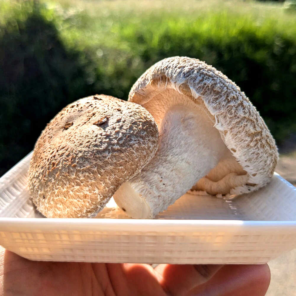 【ふるさと納税】【10月から順次発送】肉厚生椎茸（菌床）約1kg / しいたけ シイタケ きのこ キノコ 椎茸 / 瀬戸市 / フラットフィールド[BBEE003]