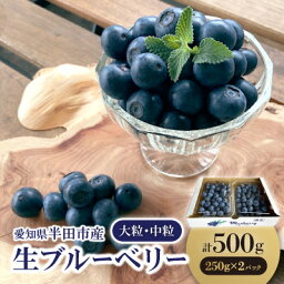 【ふるさと納税】【完熟】生ブルーベリー 大粒・中粒　250g×2パック　※2024年6月上旬より発送※【配送不可地域：離島】【1392596】