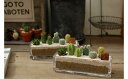 【ふるさと納税】サボテン寄せ植え/ガラスレクト サボテン 多肉 観葉植物 お世話が簡単 インテリア おしゃれ ギフト グリーン 農家直送 かわいい おしゃれ ...