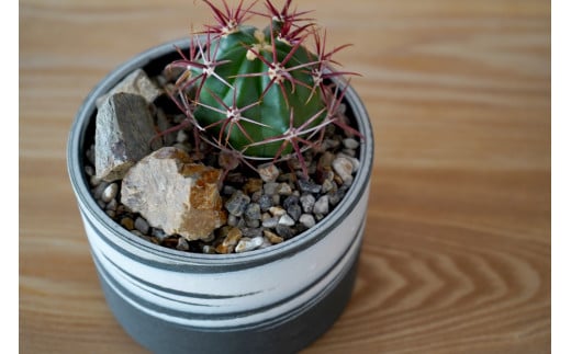 【ふるさと納税】多治見市×春日井市コラボ 【美濃焼】 MINO MAKELAY Mサイズ 鉢 黒土マーブル ×【日本有数のサボテン産地】 春日井市の名店 後藤サボテン