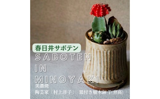 多治見市×春日井市コラボ [美濃焼] 陶芸家「村上洋子」 皿付き植木鉢 T(背高) × [日本有数のサボテン産地] 春日井市の名店 後藤サボテン