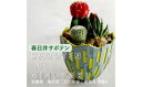 【ふるさと納税】多治見市×春日井市コラボ 【美濃焼】 陶芸家「北川和喜」 重色目 深鉢S × 【日本有数のサボテン産地】 春日井市の名店 後藤サボテン