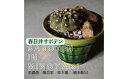 【ふるさと納税】多治見市×春日井市コラボ 【美濃焼】 陶芸家「鈴木徹」 植木鉢 M × 【日本有数のサボテン産地】 春日井市の名店 後藤サボテン
