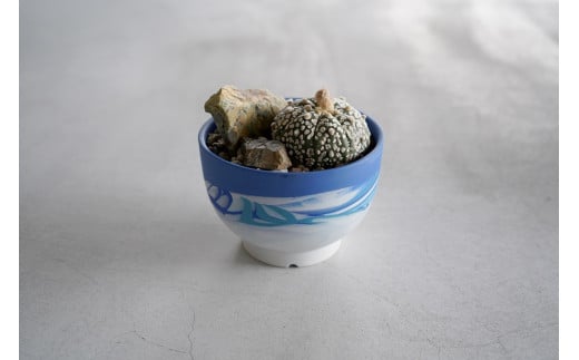 【ふるさと納税】多治見市×春日井市コラボ 【美濃焼】 陶芸家「北川和喜」 碗型植木鉢 S× 【日本有数のサボテン産地】 春日井市の名店 後藤サボテン