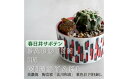 【ふるさと納税】多治見市×春日井市コラボ 【美濃焼】 陶芸家「北川和喜」 重色目 円柱鉢L × 【日本有数のサボテン産地】 春日井市の名店 後藤サボテン