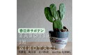 【ふるさと納税】多治見市×春日井市コラボ 【美濃焼】 陶芸家「北川和喜」 marble 丸深鉢 L × 【日本有数のサボテン産地】 春日井市の名店 後藤サボテン