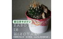 【ふるさと納税】多治見市×春日井市コラボ 【美濃焼】 陶芸家「北川和喜」 marble 高台植木鉢 L × 【日本有数のサボテン産地】 春日井市の名店 後藤サボテン
