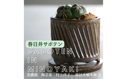 多治見市×春日井市コラボ [美濃焼] 陶芸家「村上洋子」 皿付き植木鉢 S × [日本有数のサボテン産地] 春日井市の名店 後藤サボテン