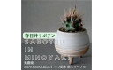 【ふるさと納税】多治見市×春日井市コラボ 【美濃焼】 MINO MAKELAY 三つ足鉢 赤土マーブル × 【日本有数のサボテン産地】 春日井市の名店 後藤サボテン