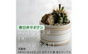 【ふるさと納税】多治見市×春日井市コラボ 【美濃焼】 MINO MAKELAY Mサイズ 鉢 赤土マーブル × 【日本有数のサボテン産地】 春日井市の名店 後藤...