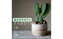 【ふるさと納税】多治見市×春日井市コラボ 【美濃焼】 MINO MAKELAY Lサイズ 鉢 赤土マーブル × 【日本有数のサボテン産地】 春日井市の名店 後藤サボテン