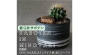 【ふるさと納税】多治見市×春日井市コラボ 【美濃焼】 MINO MAKELAY Lサイズ 鉢 黒土マーブル × 【日本有数のサボテン産地】 春日井市の名店 後藤サボテン