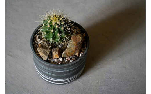 【ふるさと納税】多治見市×春日井市コラボ 【美濃焼】 MINO MAKELAY Lサイズ 鉢 黒土マーブル × 【日本有数のサボテン産地】 春日井市の名店 後藤サボテン