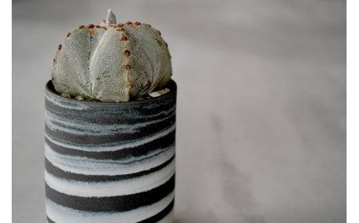 【ふるさと納税】多治見市×春日井市コラボ 【美濃焼】 MINO MAKELAY Tall 鉢 黒土マーブル × 【日本有数のサボテン産地】 春日井市の名店 後藤サボテン