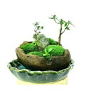 【ふるさと納税】癒しの苔盆景軽石季節な植物ツツジ 自然の美しさを手元で感じることができる癒しのアイテムです。【1428833】