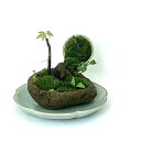 【ふるさと納税】豊川市の自然を手のひらに 自社栽培の植物山野草と苔のミニ庭園【1641837】
