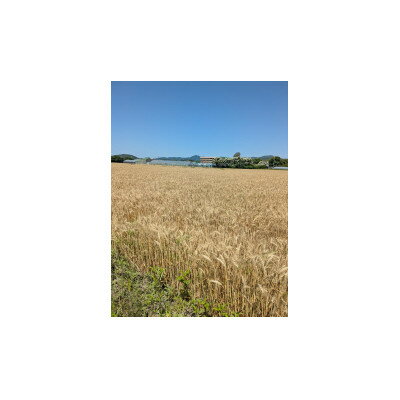 【ふるさと納税】JAひまわり産小麦使用　無塩製麺うどん300g　10入×2【1657863】