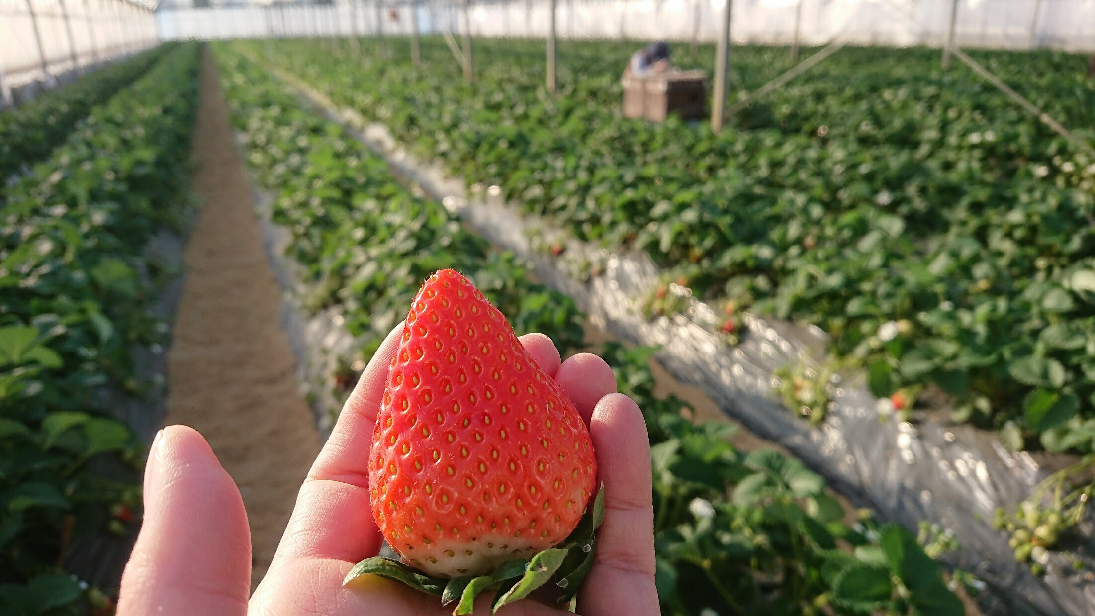 【ふるさと納税】知る人ぞ知る「いちごの名産地」愛知県津島市 生産歴70年の実力とこだわり かとう農園「ゆめのか」いちご4パック【令和7年1月以降順次発送】