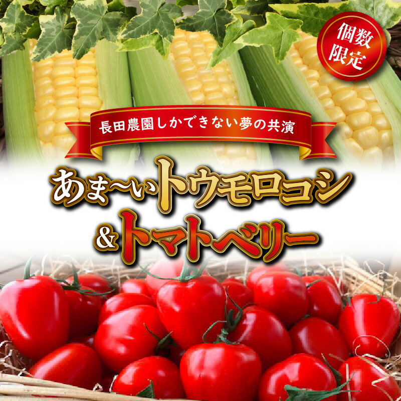 【ふるさと納税】【 個数限定 】あま〜い トウモロコシ ＆ トマトベリー　長田農園 夢の共演 トウモロコシ ミニトマト とうもろこし 長田農園 野菜 トマト フルーツトマト トマトベリー 送料無料 碧南市 愛知県