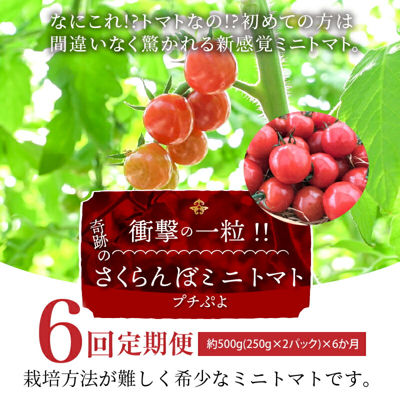 【ふるさと納税】トマト 個数限定 新食感 さくらんぼ ミニトマト ぷちぷよ 定期便 約500g 6回 国産 野菜 人気 衝撃の一粒 ツヤツヤ ぷにぷに やわらかい 希少 長田農園 お取り寄せ 碧南産 愛知県 碧南市 送料無料