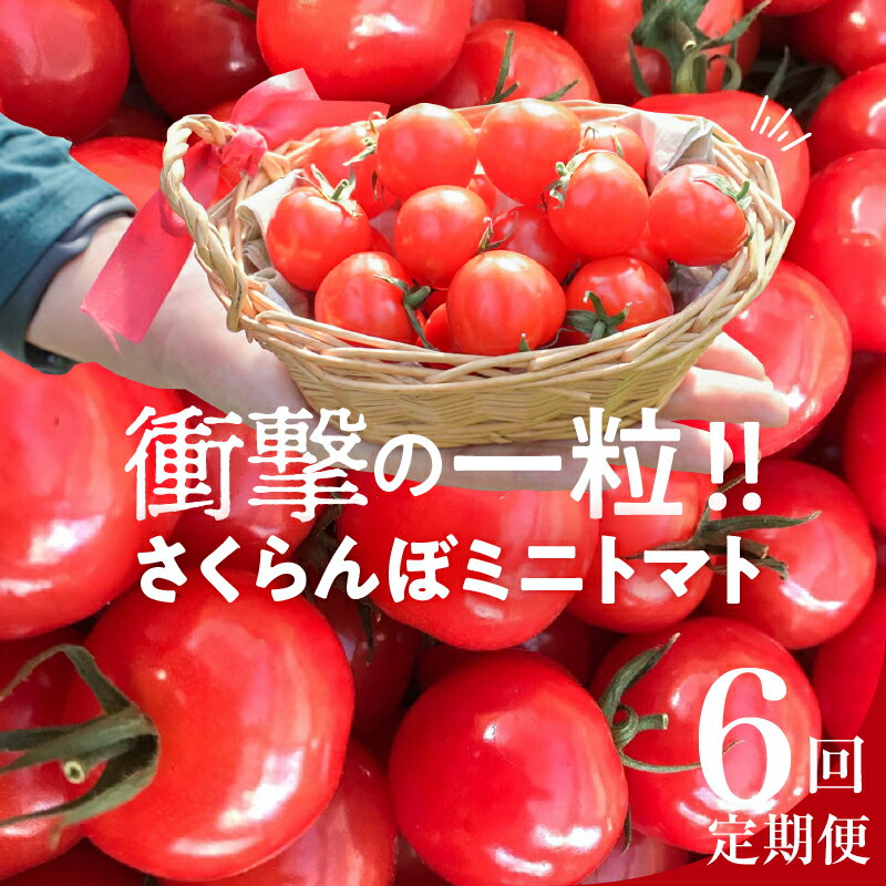 7位! 口コミ数「0件」評価「0」トマト 個数限定 新食感 さくらんぼ ミニトマト ぷちぷよ 定期便 約500g 6回 国産 野菜 人気 衝撃の一粒 ツヤツヤ ぷにぷに やわ･･･ 