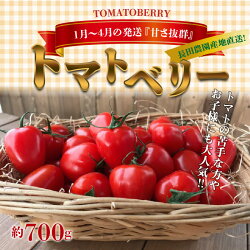 【ふるさと納税】お試し トマト 甘さ抜群 トマト嫌い 食べられるトマトベリー 700g 1月 〜 4月 発送 幻 ミニトマト 健康 リコピン お取り寄せ お取り寄せグルメ 国産 野菜 新鮮 食品 産地直送 送料無料･･･ 画像1