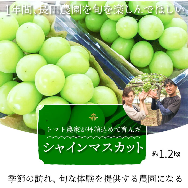 【ふるさと納税】高評価☆4.9 甘くて新鮮なシャインマスカット 予約受付中 数量限定 トマト農家が作る シャインマスカット 約 1.2kg 2房 【2024年度予約分】 長田農園 果物 フルーツ 旬 お取り寄せ マスカット 国産 愛知県 碧南市 冷蔵 送料無料