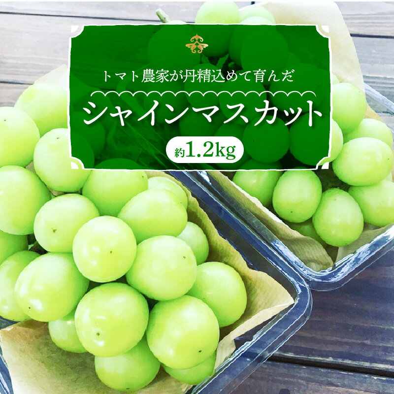 【ふるさと納税】高評価☆4.90 甘くて新鮮なシャインマスカット 予約受付中 数量限定 トマト農家が作る...