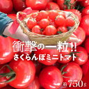 楽天愛知県碧南市【ふるさと納税】【期間限定】 衝撃の一粒 奇跡のさくらんぼミニトマト 250g × 3 パック 約 750g 希少 ミニトマト トマト 旬 ぷちぷよ 新感覚 食感 薄皮 甘い デリケート ツヤツヤ もっちり 食べ物 野菜 冷蔵 長田農園 お取り寄せ 愛知県 碧南市 送料無料